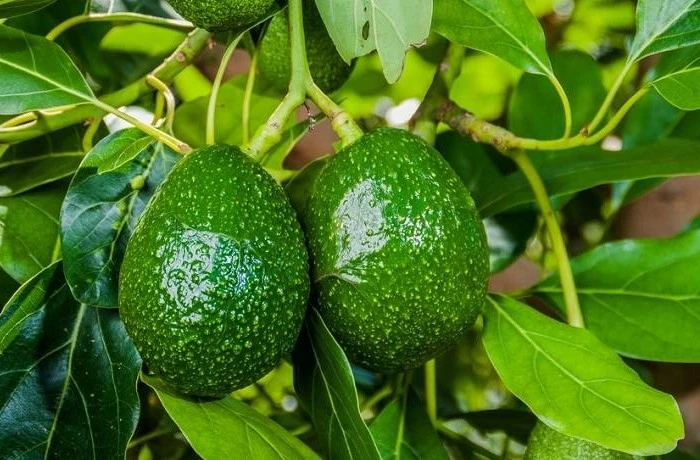 avocado-in-italia-pianta