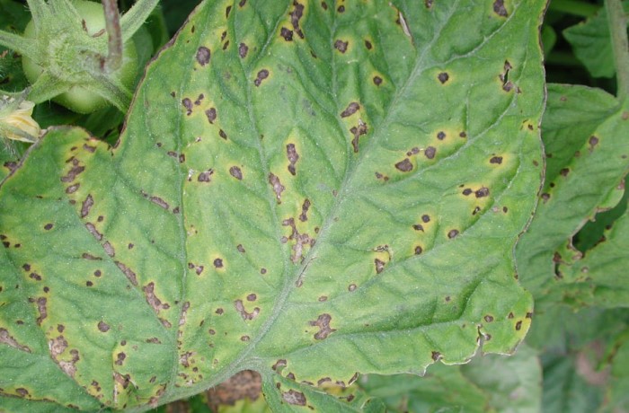 batteriosi del pomodoro - sintomi su foglia