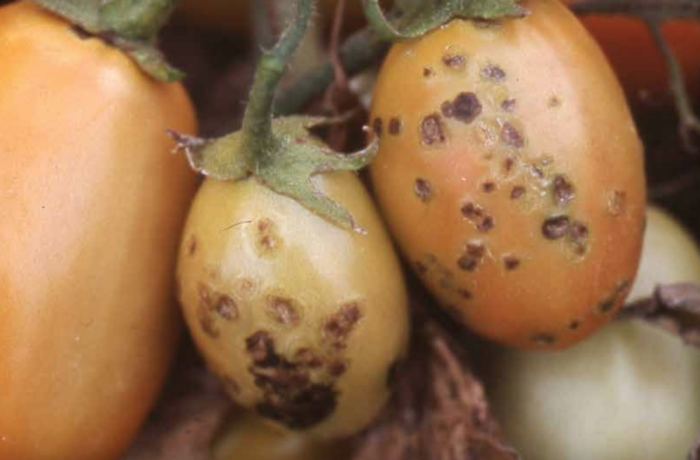 batteriosi del pomodoro su frutto