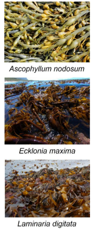biostimolanti