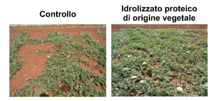 biostimolanti 