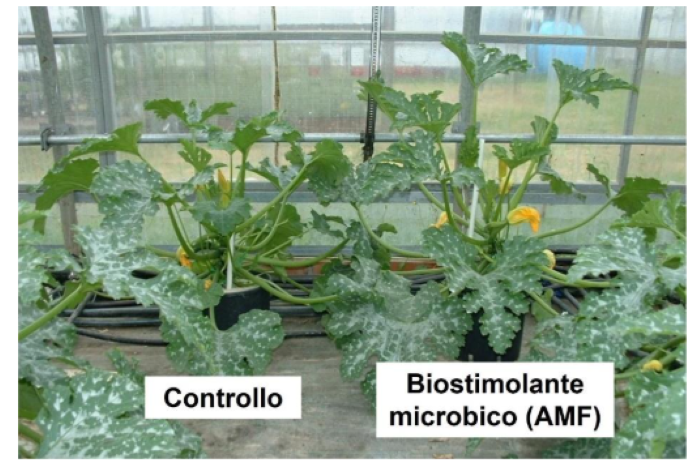 biostimolanti