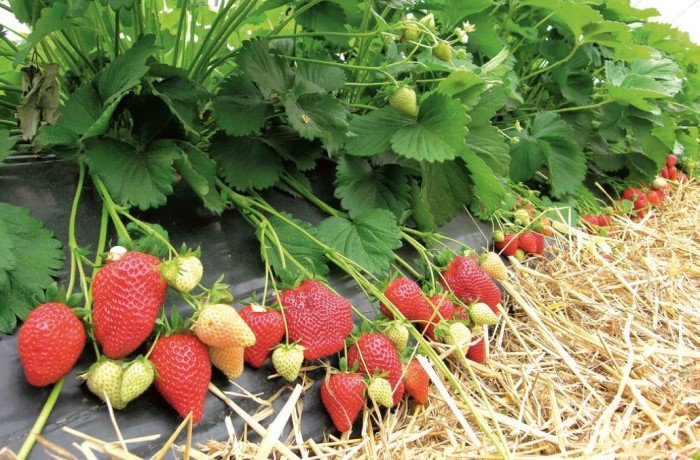 coltivazione delle fragole