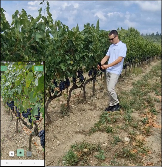 difesa fitosanitaria