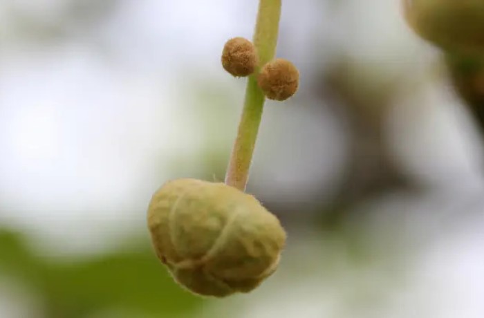 diradamento dei kiwi