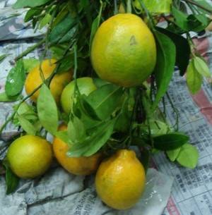 malattie degli agrumi 