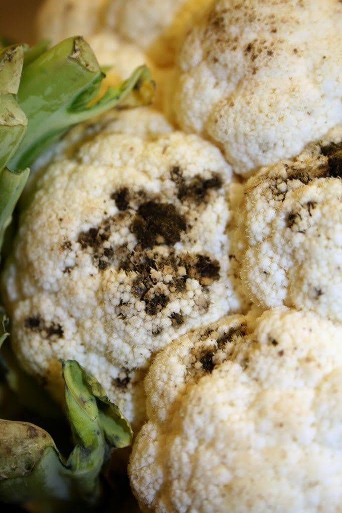 malattie del cavolfiore alternariosi