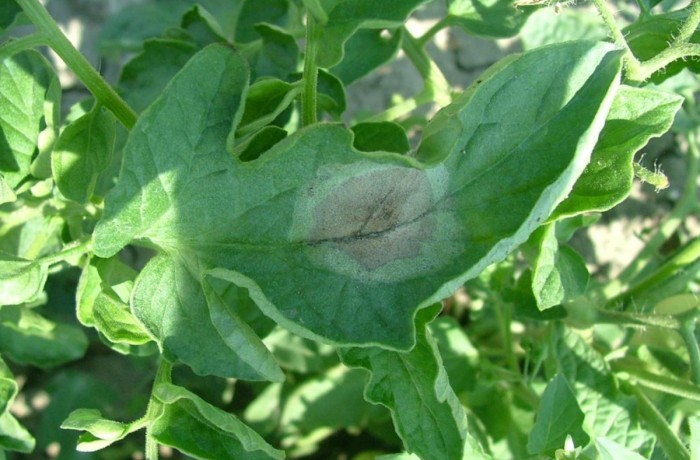 peronospora del pomodoro emilia