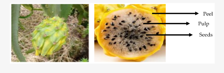 pitahaya