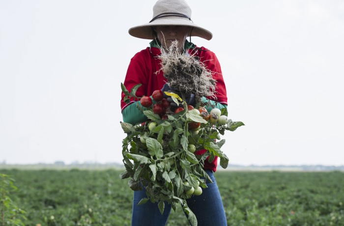 pomodoro da industria fruit journal