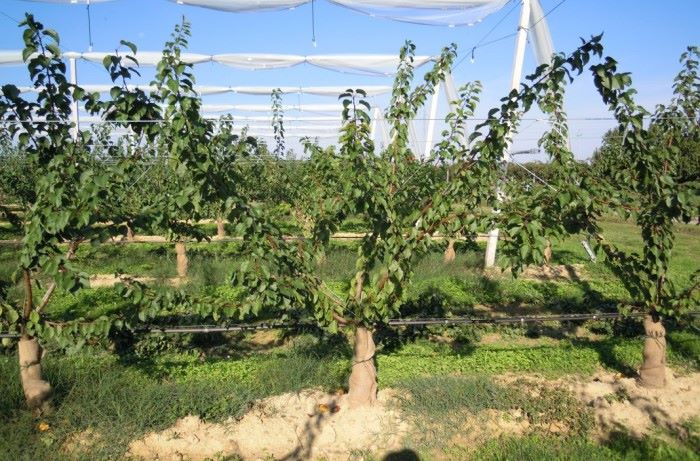 potatura dell'albicocco