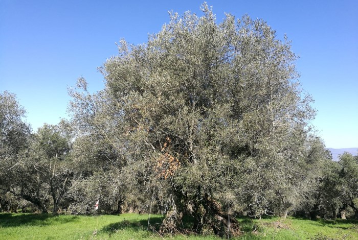 potatura dell'olivo - abbandono