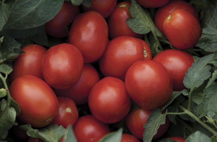 MICENO varietà di pomodoro da industria