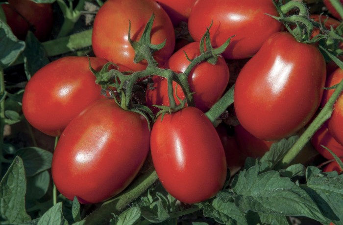 REDIX varietà di pomodoro da industria