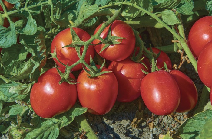 TOLERIX varietà di pomodoro da industria