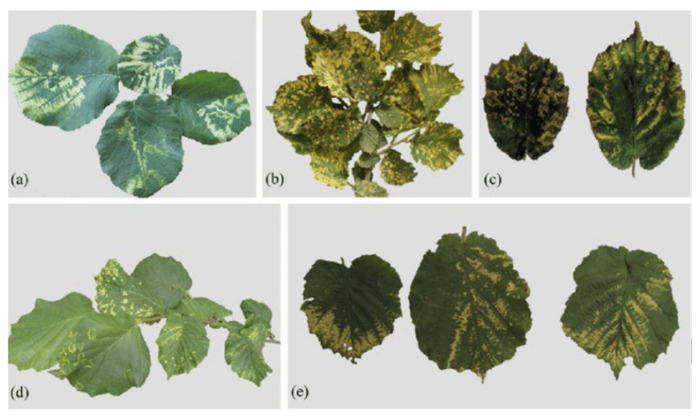 apple-mosaic-virus