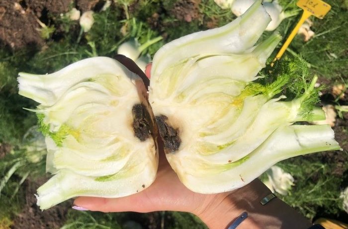 avversità del finocchio