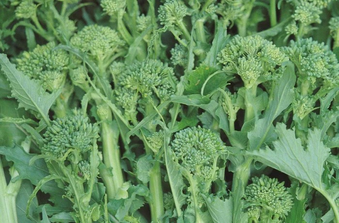 coltivare le cime di rapa