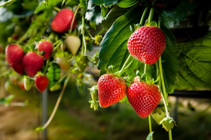 concimazione delle fragole 