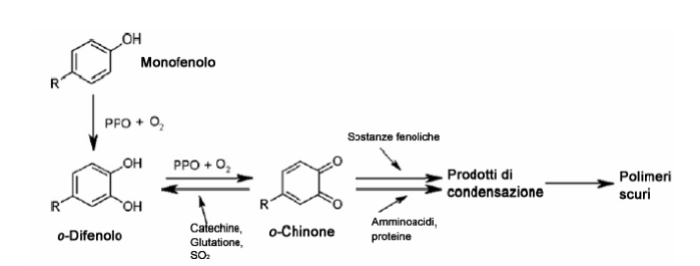 imbrunimento enzimatico