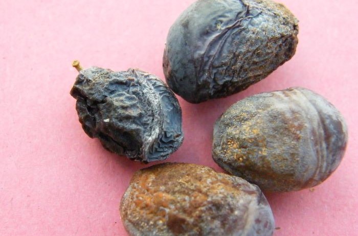 lebbra dell'olivo