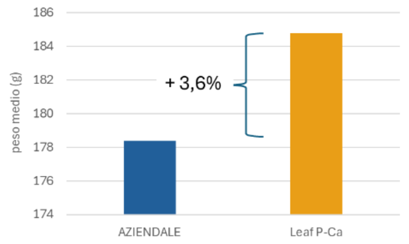 pezzatura delle mele 2