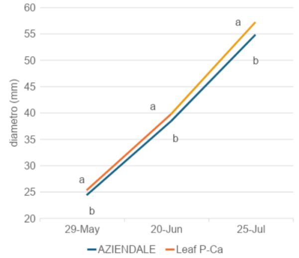 pezzatura delle mele - grafico