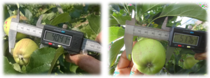 pezzatura delle mele