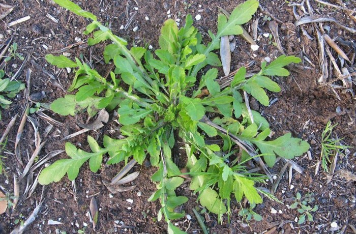 pianta di papavero rosso