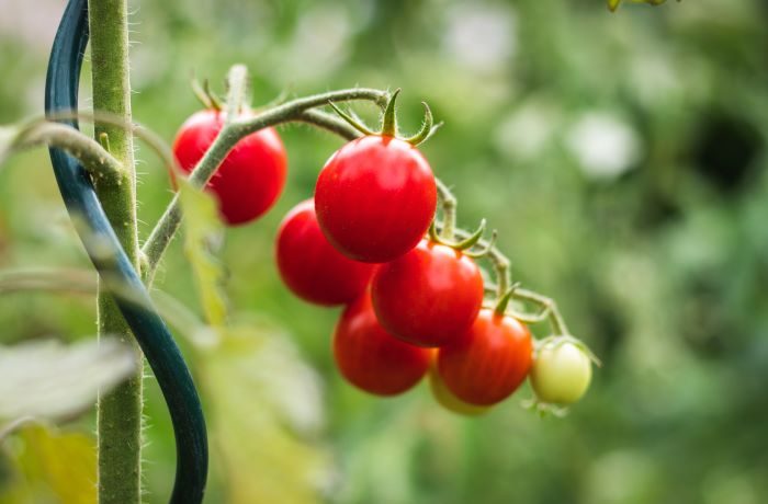 pomodoro determinato