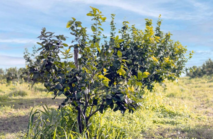 potatura del limone 1
