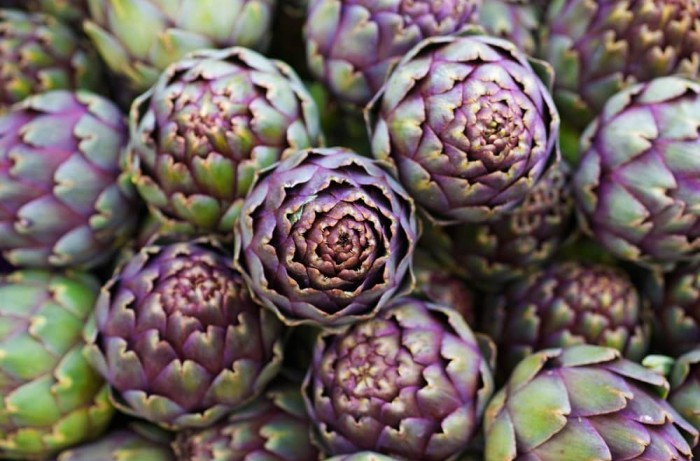 raccolta del carciofo 1