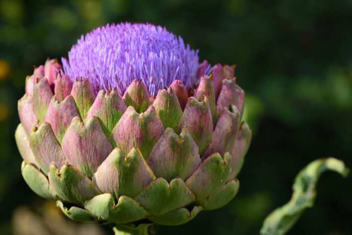 raccolta del carciofo - fiore
