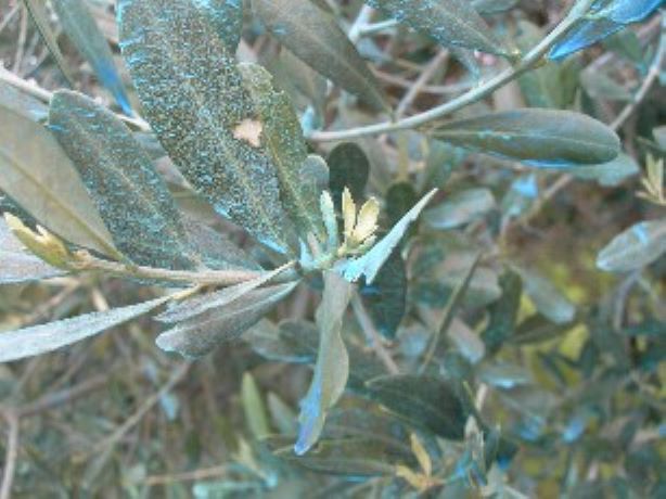 rame in olivicoltura 