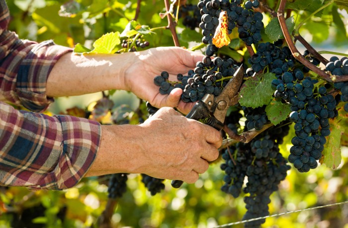 riconversione dei vigneti