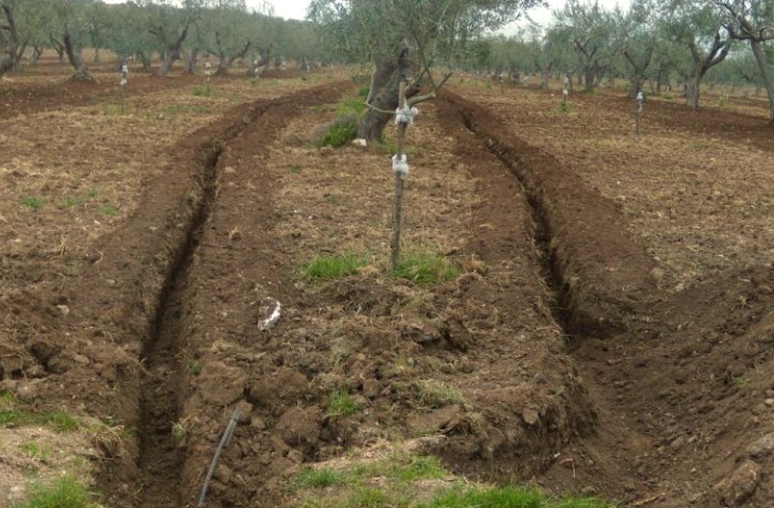 subirrigazione in oliveto