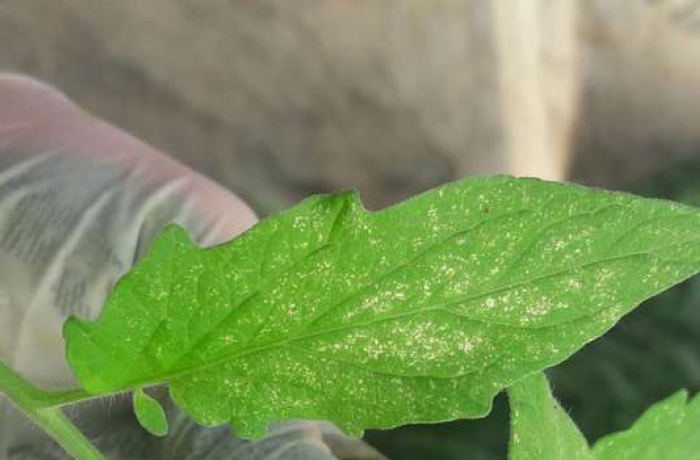 tripidi del pomodoro