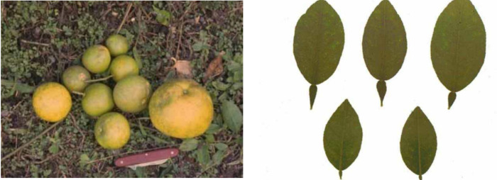 tristezza-degli-agrumi