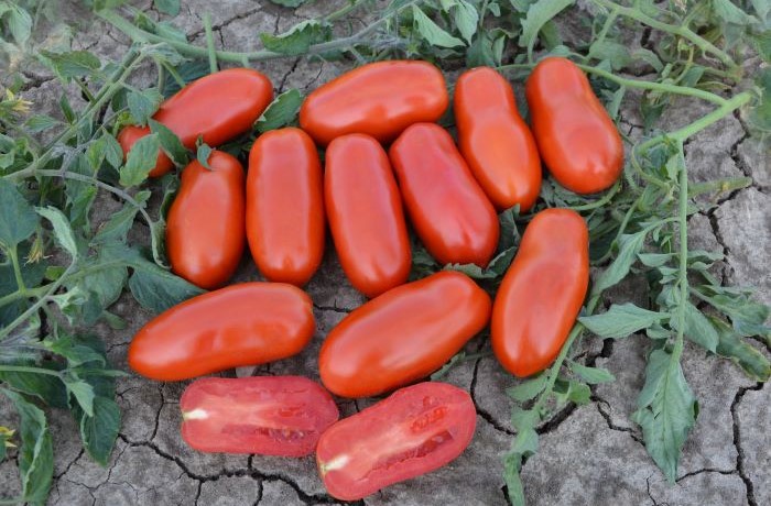 varietà di pomodoro