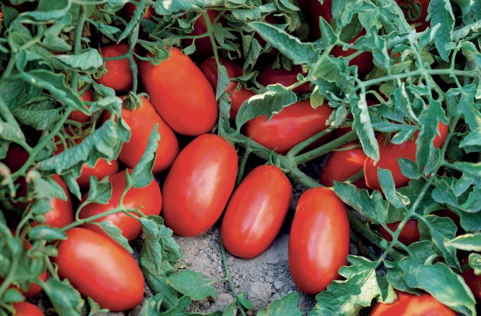 varietà di pomodoro da industria FANTIX