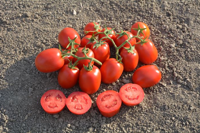 varietà di pomodoro