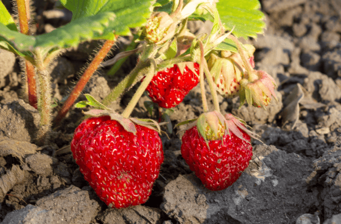 botrite della fragola 1