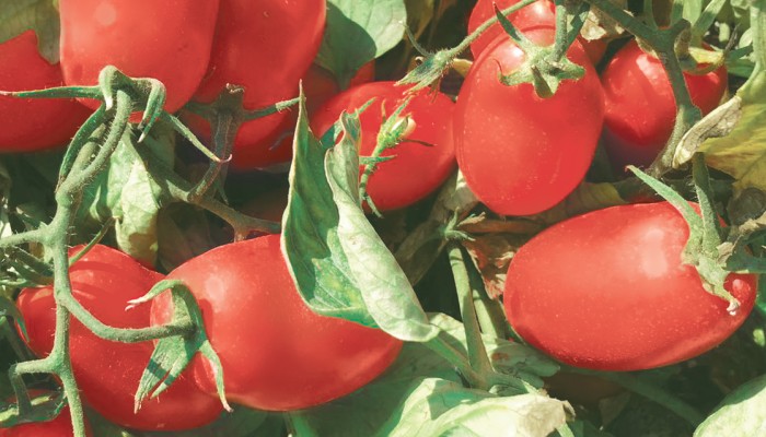 SV5197TP pomodoro da industria