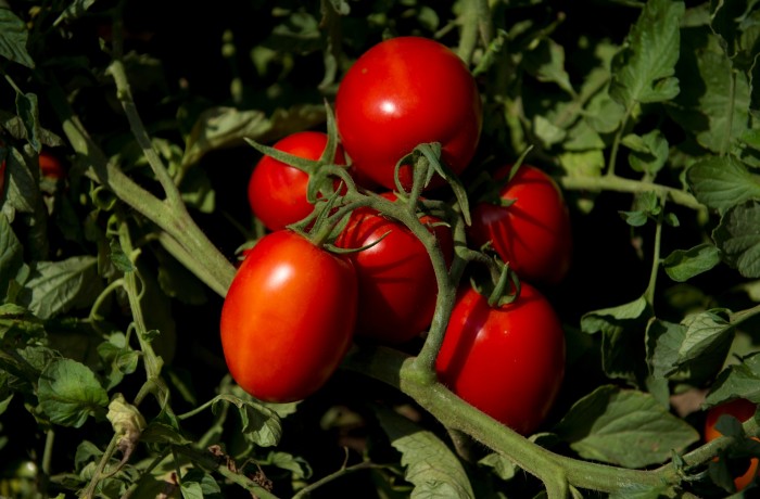 SV8840TM pomodoro da industria