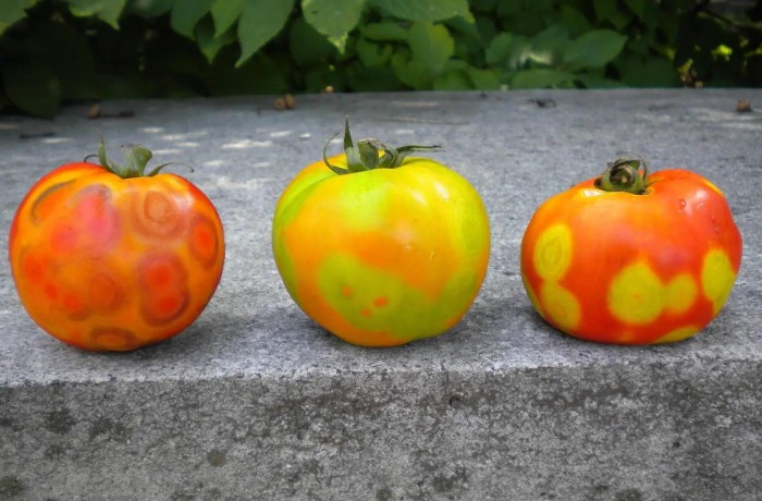 Tomato spotted wilt virus danni