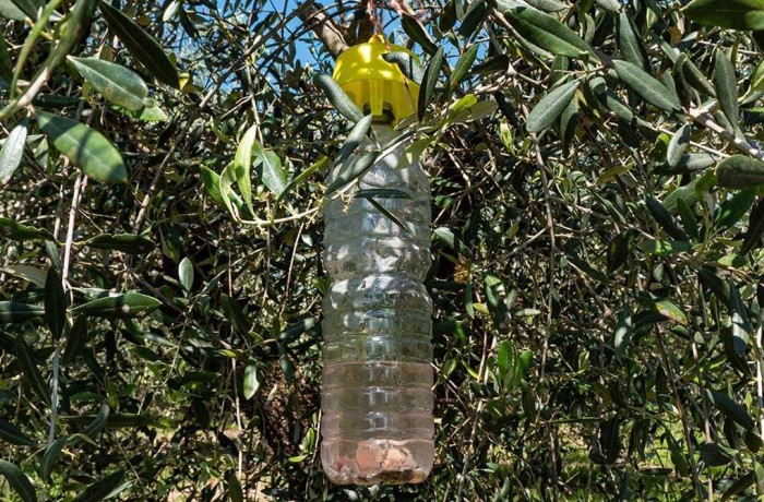 Trappole -mosca-oliv