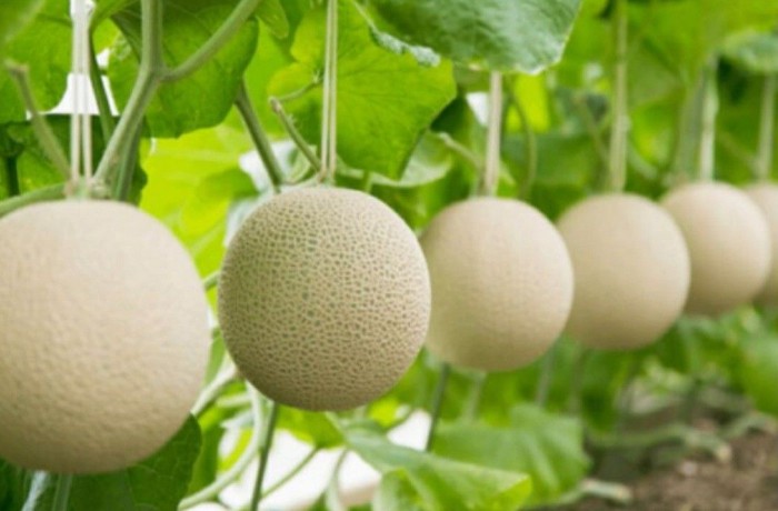 Yubari-King-frutta pi&ugrave; costosa al mondo