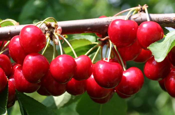 biolchim Produzione_bio