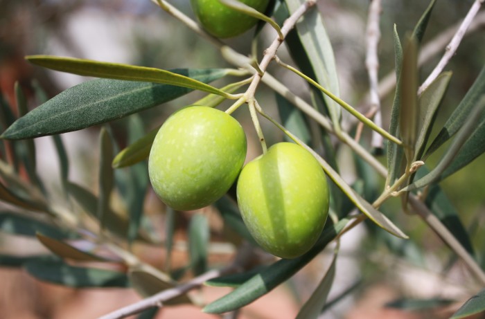 biolchim olives-473793