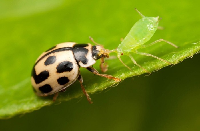 coccinelle e afidi